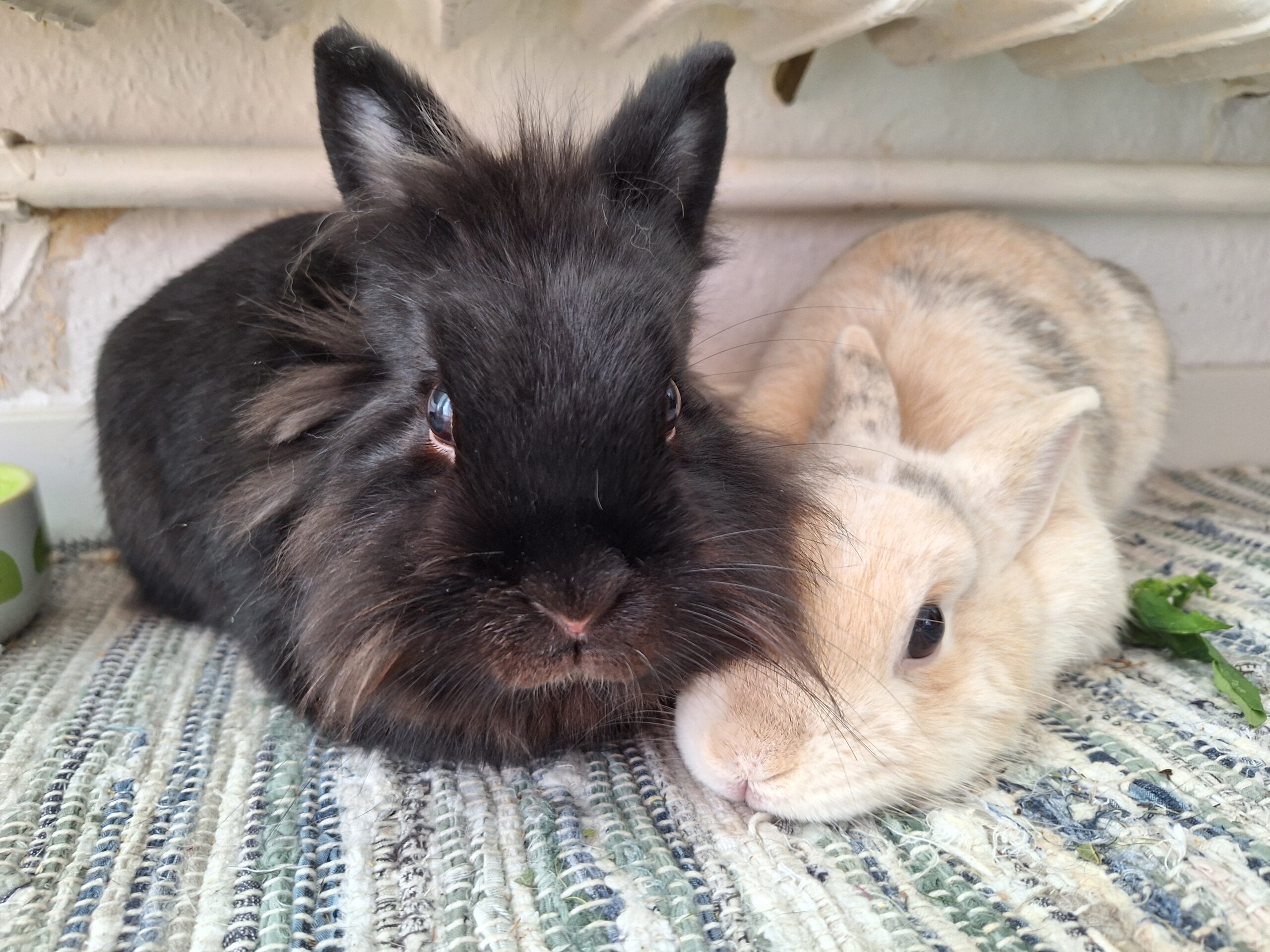 Pets in the Studio: Inspiration and Chaos